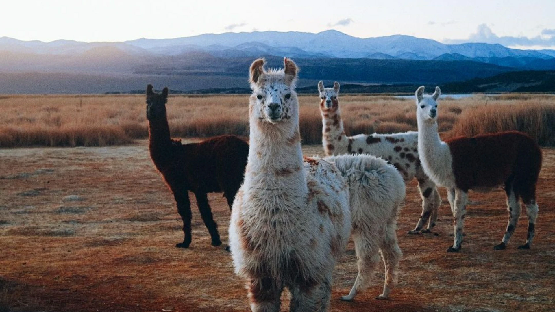 Home Llama